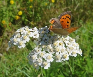 Papillon suraAchillée