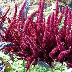 amarante plante utile au potager