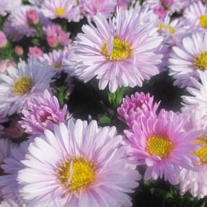 aster plante mellifère au potager