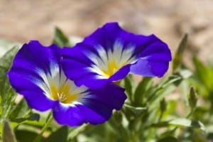 belle de jour utile au potager