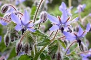 bourrache utile au potager