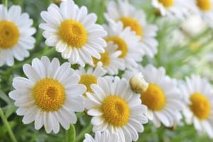 camomille utile au potager