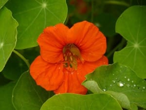 capucine au potager