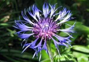 bleuet utile au potager