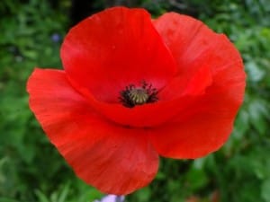 coquelicot utile au potager