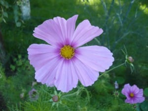 cosmos utile au potager