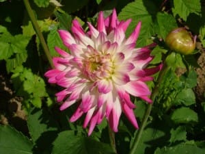 Dahlia fleur au potager
