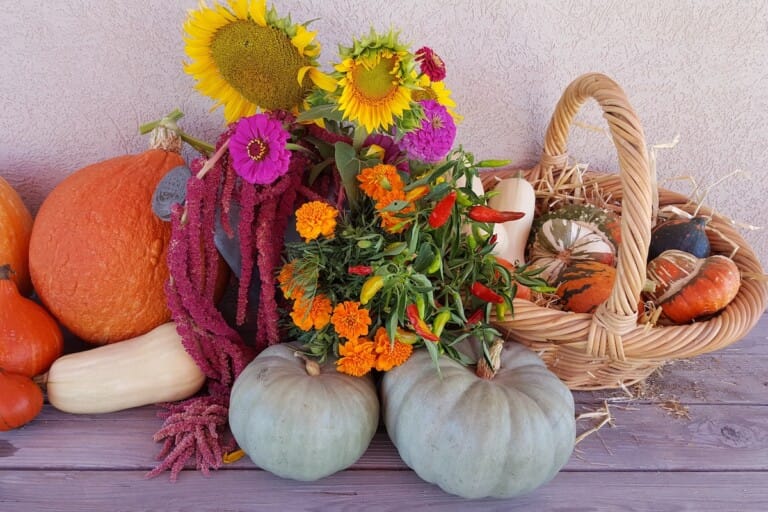 legumes et fleurs du potager