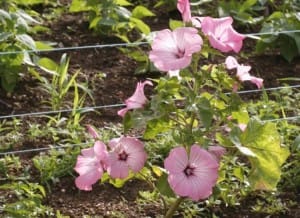 lavatère plante utile au potager