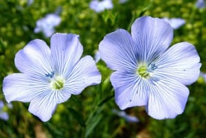 lin bleu au potager