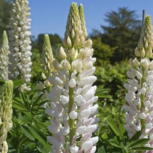 lupin  piège à puceron