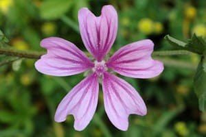 mauve fleur comestible