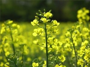 moutarde engrais vert