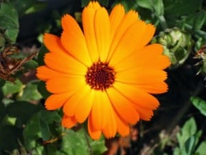 soucis fleur utile au potager