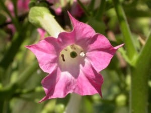 fleur de tabac d'ornement
