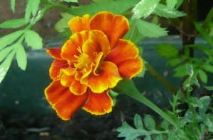 oeillet d'inde fleur comestible