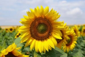 tournesol mellifère au potager