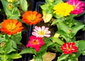 fleur de zinnia au potager